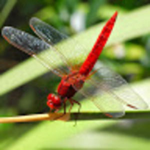 Meet your Posher, Patricia